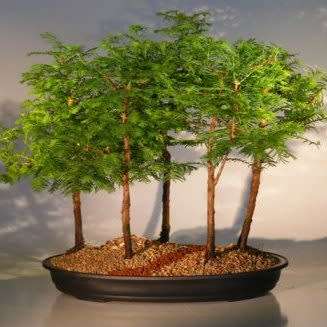 Metasequoia glyptostroboides - Dawn Redwood Bonsai - 5 Seeds + FREE Gifts Seeds + Bonsai eBook, NEW