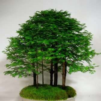 Metasequoia glyptostroboides - Dawn Redwood Bonsai - 5 Seeds + FREE Gifts Seeds + Bonsai eBook, NEW