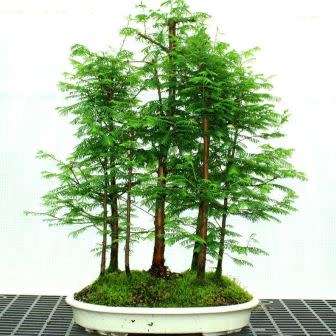 Metasequoia glyptostroboides - Dawn Redwood Bonsai - 5 Seeds + FREE Gifts Seeds + Bonsai eBook, NEW