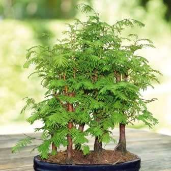 Metasequoia glyptostroboides - Dawn Redwood Bonsai - 5 Seeds + FREE Gifts Seeds + Bonsai eBook, NEW