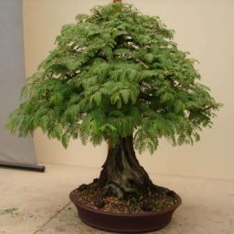 Metasequoia glyptostroboides - Dawn Redwood Bonsai - 5 Seeds + FREE Gifts Seeds + Bonsai eBook, NEW