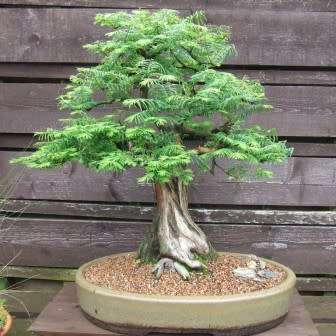 Metasequoia glyptostroboides - Dawn Redwood Bonsai - 5 Seeds + FREE Gifts Seeds + Bonsai eBook, NEW