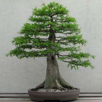 Metasequoia glyptostroboides - Dawn Redwood Bonsai - 5 Seeds + FREE Gifts Seeds + Bonsai eBook, NEW