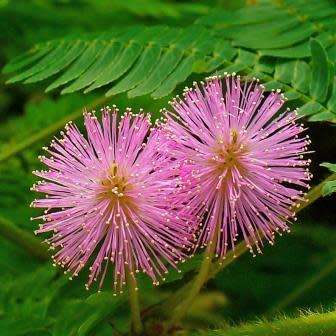Sensitive Plant, Touch Me Not - 5 Seed Pack - Mimosa pudica - Curiosity - Shrub - NEW