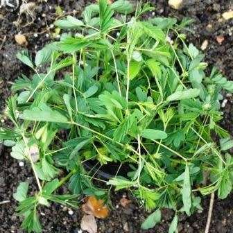 Sensitive Plant, Touch Me Not - 5 Seed Pack - Mimosa pudica - Curiosity - Shrub - NEW