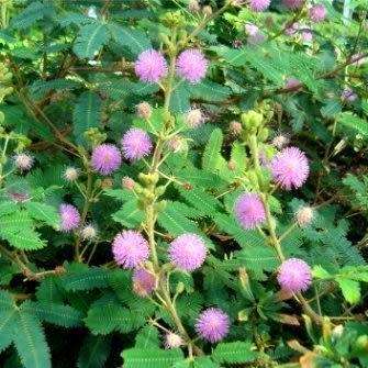 Sensitive Plant, Touch Me Not - 5 Seed Pack - Mimosa pudica - Curiosity - Shrub - NEW
