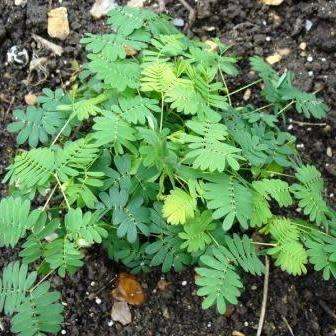 Sensitive Plant, Touch Me Not - 5 Seed Pack - Mimosa pudica - Curiosity - Shrub - NEW