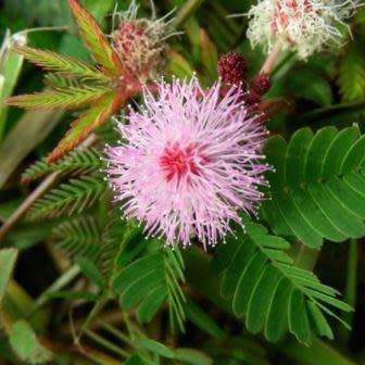 Sensitive Plant, Touch Me Not - 5 Seed Pack - Mimosa pudica - Curiosity - Shrub - NEW