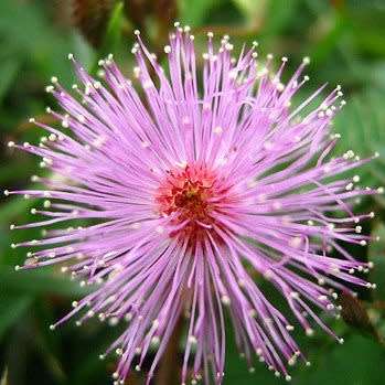 Sensitive Plant, Touch Me Not - 5 Seed Pack - Mimosa pudica - Curiosity - Shrub - NEW