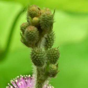 Sensitive Plant, Touch Me Not - 5 Seed Pack - Mimosa pudica - Curiosity - Shrub - NEW