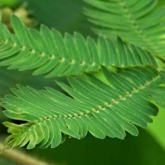 Sensitive Plant, Touch Me Not - 5 Seed Pack - Mimosa pudica - Curiosity - Shrub - NEW