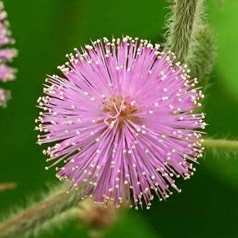 Sensitive Plant, Touch Me Not - 5 Seed Pack - Mimosa pudica - Curiosity - Shrub - NEW