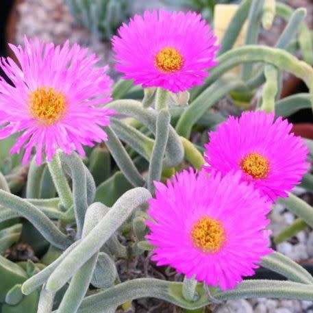 10 Monilaria chrysoleuca Seeds - Indigenous Succulent from South Africa - Mesemb - Global Shipping