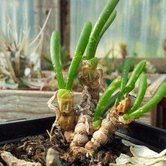 10 Monilaria chrysoleuca Seeds - Indigenous Succulent from South Africa - Mesemb - Global Shipping