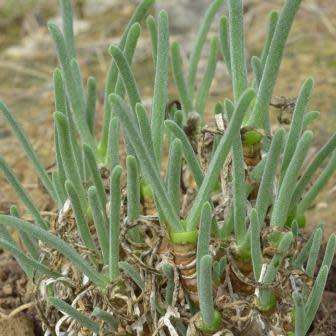 10 Monilaria chrysoleuca Seeds - Indigenous Succulent from South Africa - Mesemb - Global Shipping