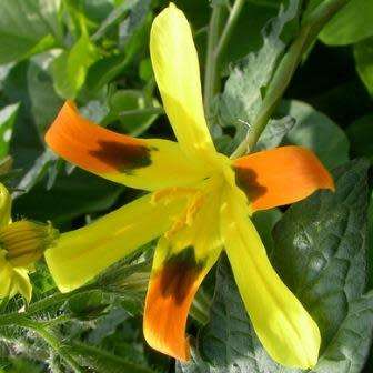 Moraea elegans Seeds - Rare Indigenous Endemic Perennial Bulb - Combined Global Shipping