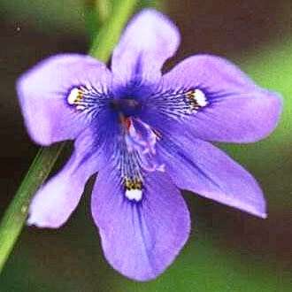 Moraea inclinata Seeds - South African Indigenous Perennial Bulb - Combined Global Shipping