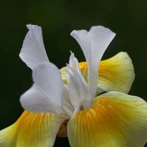 Moraea serpentina Seeds - Indigenous Endemic Perennial Bulb -Combined Global Shipping