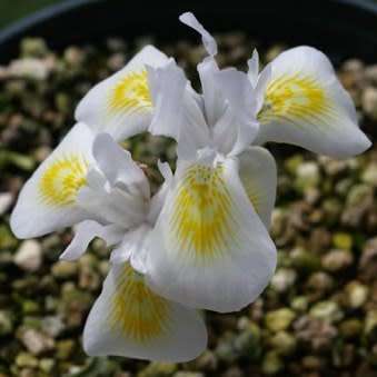 Moraea serpentina Seeds - Indigenous Endemic Perennial Bulb -Combined Global Shipping