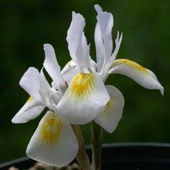 Moraea serpentina Seeds - Indigenous Endemic Perennial Bulb -Combined Global Shipping