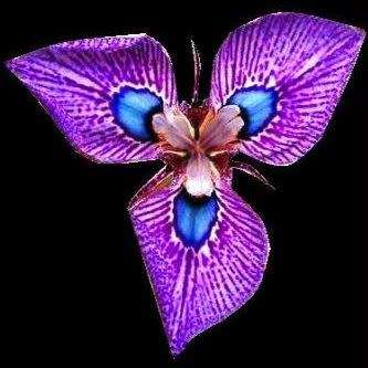 Moraea villosa - 5 Seed Pack - Rare Scented Endemic Perennial Bulb -Insured Flat Ship Rate- New