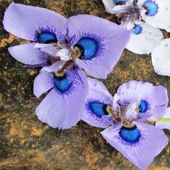 Moraea villosa - 5 Seed Pack - Rare Scented Endemic Perennial Bulb -Insured Flat Ship Rate- New