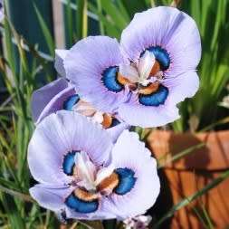 Moraea villosa - 5 Seed Pack - Rare Scented Endemic Perennial Bulb -Insured Flat Ship Rate- New