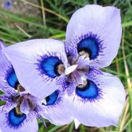 Moraea villosa - 5 Seed Pack - Rare Scented Endemic Perennial Bulb -Insured Flat Ship Rate- New