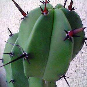 Myrtillocactus geometrizans Seeds - Exotic Cactus Succulent - Edible Ethnobotanical