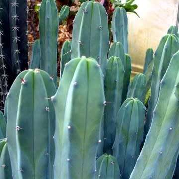 Myrtillocactus geometrizans Seeds - Exotic Cactus Succulent - Edible Ethnobotanical