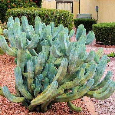 Myrtillocactus geometrizans Seeds - Exotic Cactus Succulent - Edible Ethnobotanical