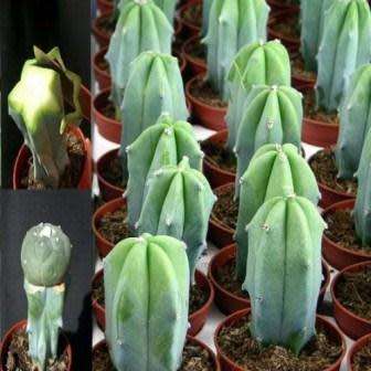Myrtillocactus geometrizans Seeds - Exotic Cactus Succulent - Edible Ethnobotanical