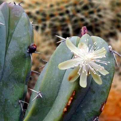 Myrtillocactus geometrizans Seeds - Exotic Cactus Succulent - Edible Ethnobotanical