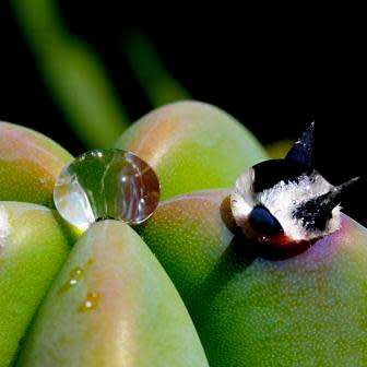 Myrtillocactus geometrizans Seeds - Exotic Cactus Succulent - Edible Ethnobotanical