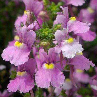 10 Nemesia denticulata Seeds - Indigenous South African Endemic Perennial - Combined Worldwide Shipp