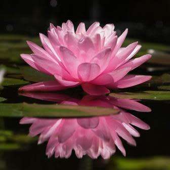 Sacred Lotus Mixed Varieties - 5 Seeds - Nelumbo nucifera - Water Lily Aquatic Ethnobotanical