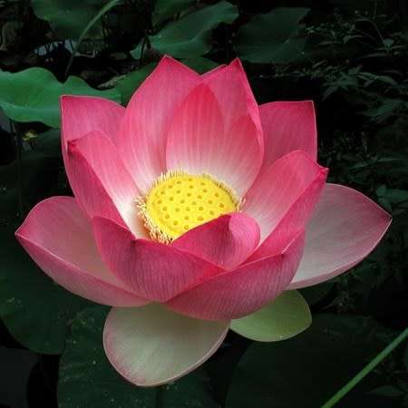 Sacred Lotus Mixed Varieties - 5 Seeds - Nelumbo nucifera - Water Lily Aquatic Ethnobotanical