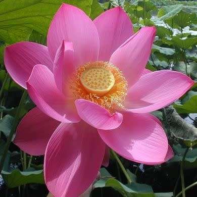 Sacred Lotus Mixed Varieties - 5 Seeds - Nelumbo nucifera - Water Lily Aquatic Ethnobotanical