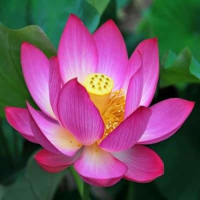 Sacred Lotus Mixed Varieties - 5 Seeds - Nelumbo nucifera - Water Lily Aquatic Ethnobotanical
