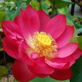 Sacred Lotus Mixed Varieties - 5 Seeds - Nelumbo nucifera - Water Lily Aquatic Ethnobotanical
