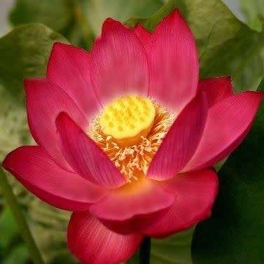 Sacred Lotus Mixed Varieties - 5 Seeds - Nelumbo nucifera - Water Lily Aquatic Ethnobotanical