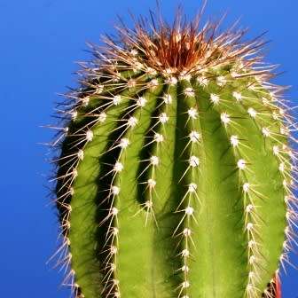 Neobuxbaumia polylopha - 5 Seed Pack - Verified Seller - Exotic Succulent Cactus Edible Fruit