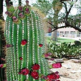 Neobuxbaumia polylopha - 5 Seed Pack - Verified Seller - Exotic Succulent Cactus Edible Fruit