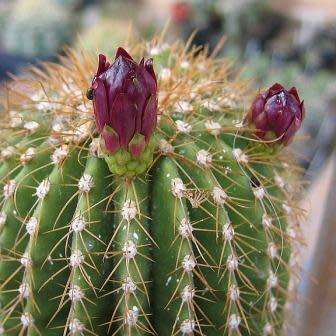 Neobuxbaumia polylopha - 5 Seed Pack - Verified Seller - Exotic Succulent Cactus Edible Fruit
