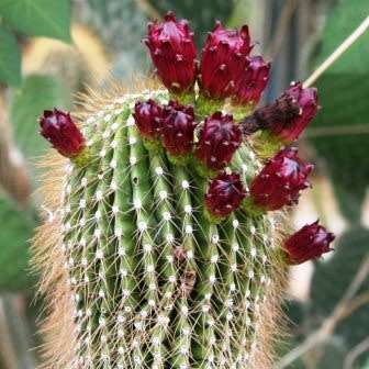 Neobuxbaumia polylopha - 5 Seed Pack - Verified Seller - Exotic Succulent Cactus Edible Fruit