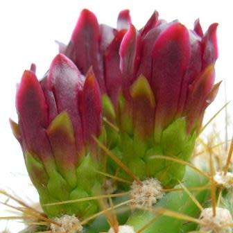 Neobuxbaumia polylopha - 5 Seed Pack - Verified Seller - Exotic Succulent Cactus Edible Fruit