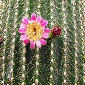 Neobuxbaumia polylopha - 5 Seed Pack - Verified Seller - Exotic Succulent Cactus Edible Fruit