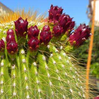 Neobuxbaumia polylopha - 5 Seed Pack - Verified Seller - Exotic Succulent Cactus Edible Fruit