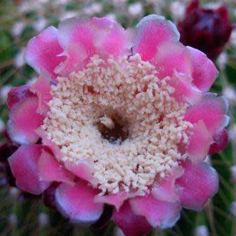 Neobuxbaumia polylopha - 5 Seed Pack - Verified Seller - Exotic Succulent Cactus Edible Fruit