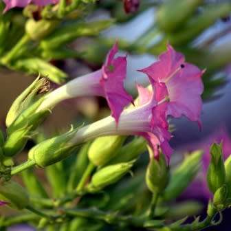 Nicotiana tabacum - Cultivated Smoking Tobacco - 50 Seed Pack - Combined Shipping - NEW - Perennial